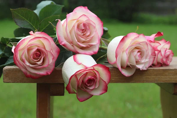 Rosas Blancas Encuentran Banco Jardín Verano —  Fotos de Stock