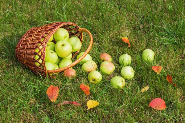 Ripe Green Apples Basket Grass — Stock Photo, Image