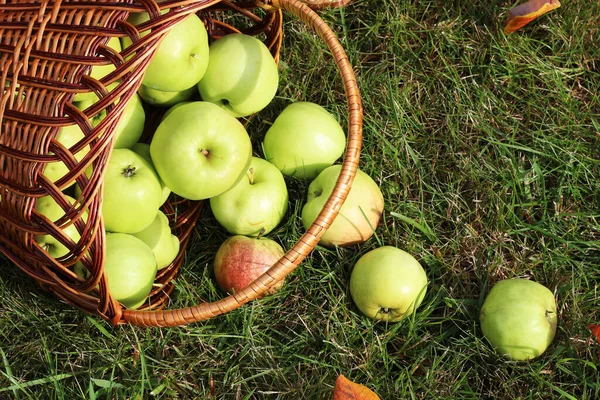 Green Ripe Apples Wicker Basket Organic Food — Stock Photo, Image
