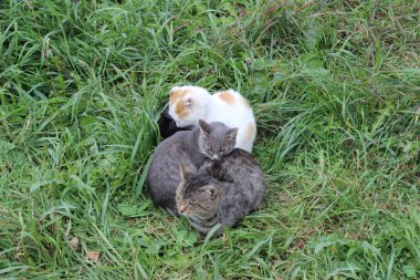 Çimlerin üzerinde bir grup renkli kedi yavrusu. Evsiz kediler