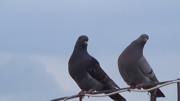 Een paar liefhebbers duiven aan de rand van het huis — Stockvideo