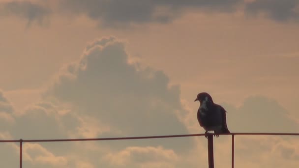 Jeden gołąb przeciwko ciemnym niebie — Wideo stockowe