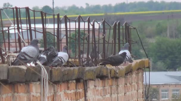 Piccioni sul bordo del tetto a molti piani — Video Stock