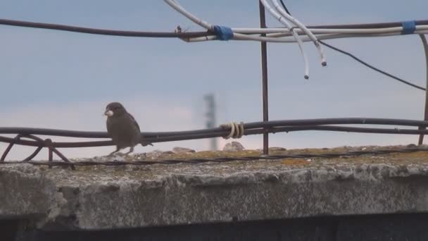 De gelukkige Mus verbergt zijn voedsel. — Stockvideo