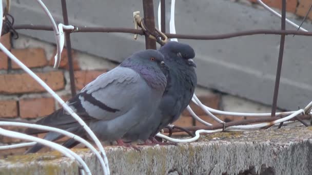 Palomas en el borde del techo de la casa entre los cables de satélite — Vídeo de stock