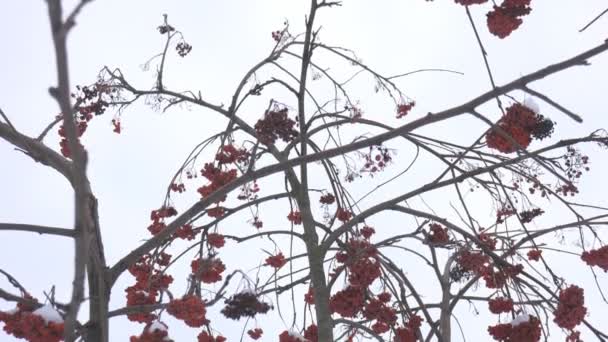 雪に覆われた赤い明るいローワンの枝. — ストック動画