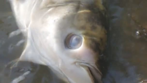 Mrtvá ryba v ekologicky znečištěné vodě — Stock video