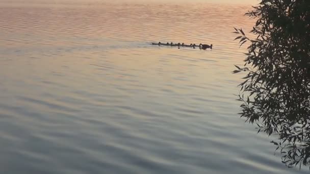 Patos flutuando na água contra o pano de fundo de um pôr do sol de verão — Vídeo de Stock