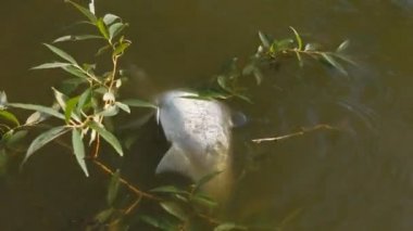 Ekolojik olarak kirli suda ölü balık