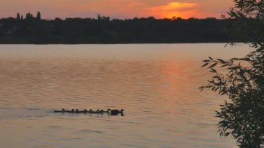 Ördekler bir yaz gün batımı nın arka planında suda yüzen