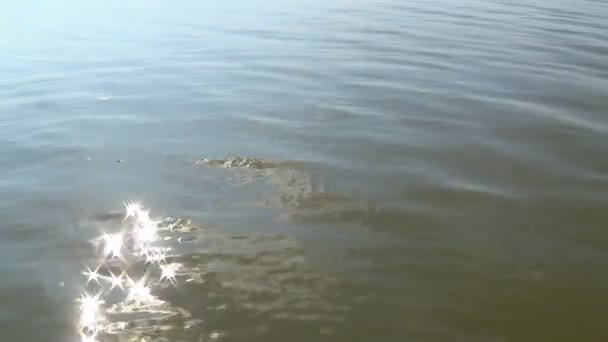 Reflejos solares y deslumbramiento en la superficie de olas calmantes de agua en verano — Vídeos de Stock