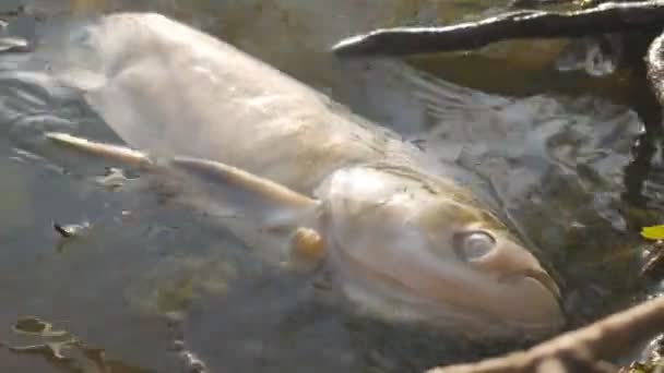 Tote Fische im ökologisch schmutzigen Wasser — Stockvideo