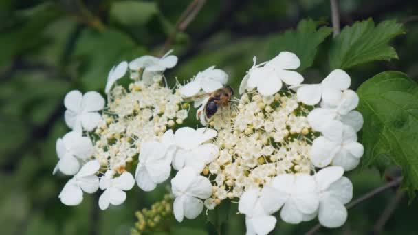 Närbild av ett bi som samlar nektar och pollen på vitgula blommande trädgrenar — Stockvideo