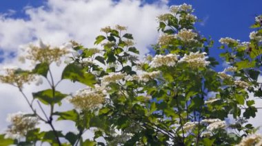 Rüzgarın esintisi çiçek açan ağacın dallarını parlatmakta ve arılara polen toplamayı zorlaştırmaktadır.