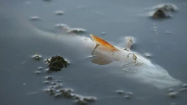 Çevresel kirlilikte ölü balık. Zararlı emisyon içeren bir film ile kaplı zehirli bir gölde yaşayan bir canlı öldü.