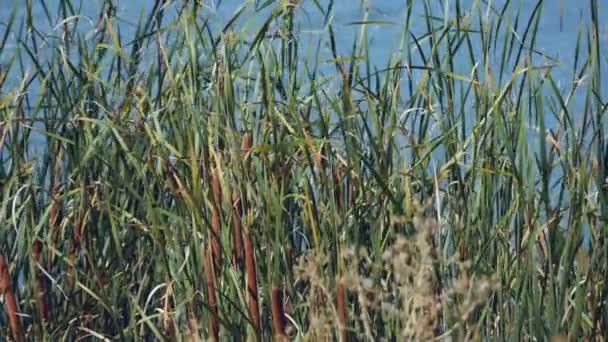 Cañas verdes a la luz del día sobre un fondo de estanque — Vídeos de Stock