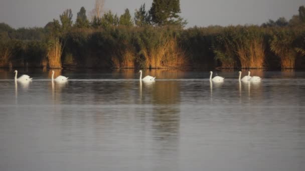 A flock of beautiful swans swim in the water of the lake. Quiet autumn day on the shore of a pond in front of a reed — Stock Video