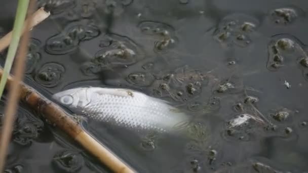 Pescado muerto en agua sucia. Un ser vivo murió en un lago tóxico cubierto con una película de emisiones nocivas — Vídeos de Stock