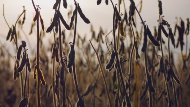 畑の大豆は収穫の準備ができています。暑い夏の日に乾燥した熟した豆のポッド — ストック動画
