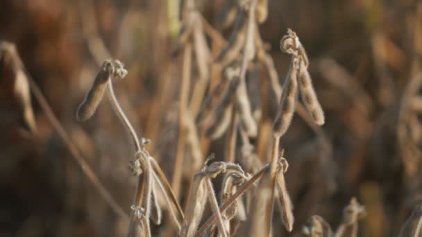 Sojabonen in het veld zijn klaar voor de oogst. Pods droge en rijpe bonen op een warme zomerdag — Stockvideo