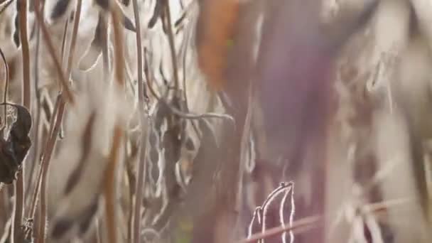 Soybeans in the field are ready for harvest. Pods of dry and ripe beans on a hot summer day — Stock Video