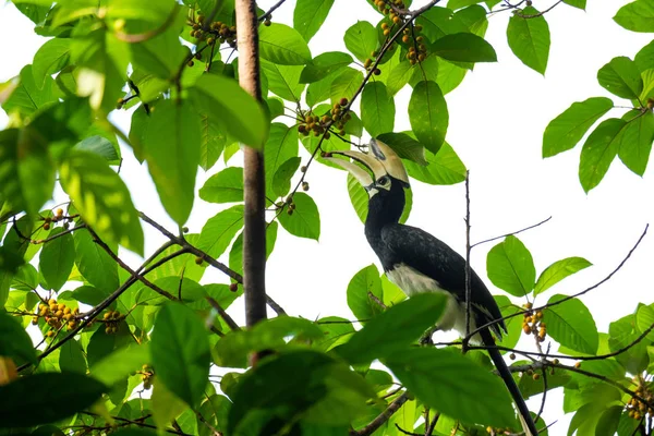 Oosterse Bonte Neushoornvogel Eten Van Fruit Jungle — Stockfoto