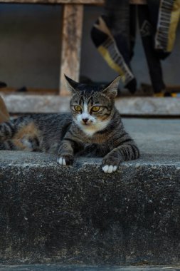 Rahat iç Tay kedi evde