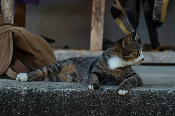 Розслабленої Вітчизняних Тайський Кішка Будинку — стокове фото