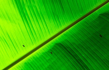 arka plan aydınlatma olduğunu muz yaprakları desen bırakır