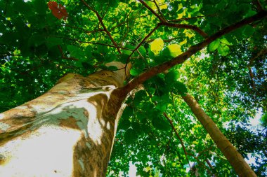 karınca bakışı yağmur ormanlarının arka plan büyük ağacı