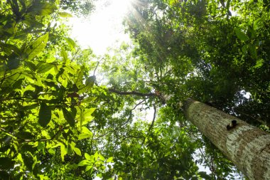 karınca bakışı Tayland arka plan ormanda büyük ağacı