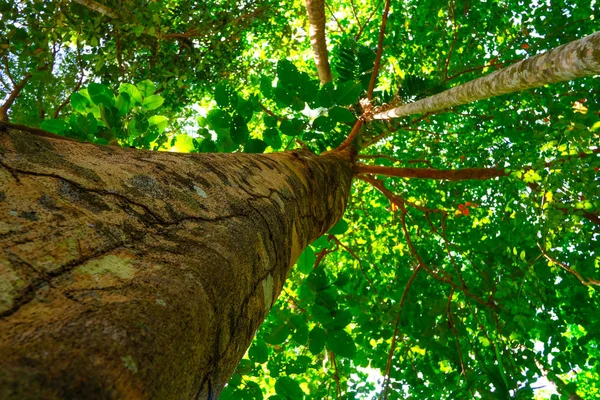 Vista Hormiga Gran Árbol Fondo Selva Tropical — Foto de Stock