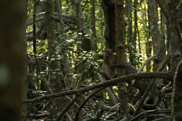 Μακριά Ουρά Μακάκος Καβούρι Τρώει Μακάκος Στο Μαγγρόβια Δάση Της — Φωτογραφία Αρχείου