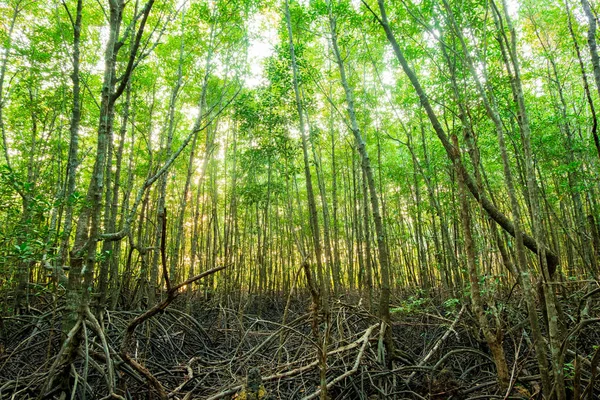 Área Manglar Bosque Mañana Tailandia — Foto de Stock