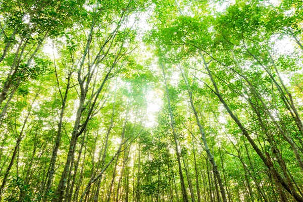 Ameisenperspektive Des Mangrovenbaums Morgenhintergrund — Stockfoto