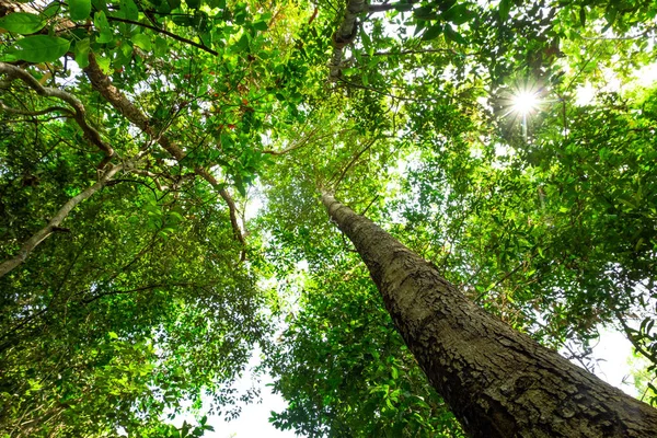 Visão Olho Formiga Árvore Grande Selva Fundo Tailândia — Fotografia de Stock