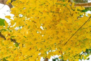 Arka plan bulanık buket altın duş çiçek çiçeklenme