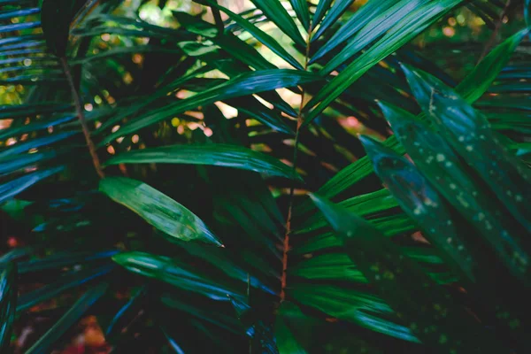 Tropical palm leaves in jungle background and wallpaper