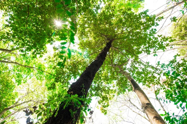 Ant Pohled Velký Strom Džungli Pozadí — Stock fotografie