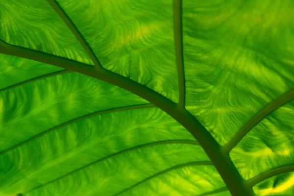 Green Leaf Tropical Giant Taro Leaf Texture — Stock Photo, Image