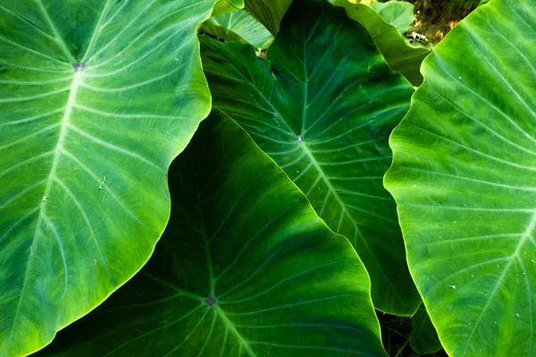 Зелений Лист Тропічної Гігантської Текстури Листя Таро — стокове фото