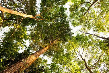 karınca bakışı orman background.forest ve çevre kavramı Resak Tembaga ağacı
