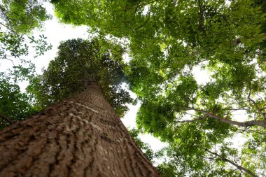 karınca bakışı orman background.forest ve çevre kavramı Resak Tembaga ağacı