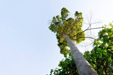 karınca bakışı orman background.forest ve çevre kavramı Resak Tembaga ağacı