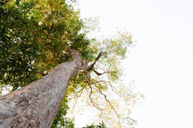 karınca bakışı orman background.forest ve çevre kavramı Resak Tembaga ağacı
