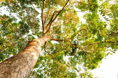 karınca bakışı orman background.forest ve çevre kavramı Resak Tembaga ağacı