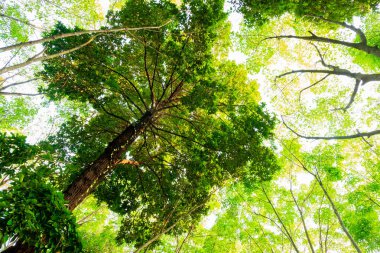 karınca bakışı orman background.forest ve çevre kavramı Resak Tembaga ağacı