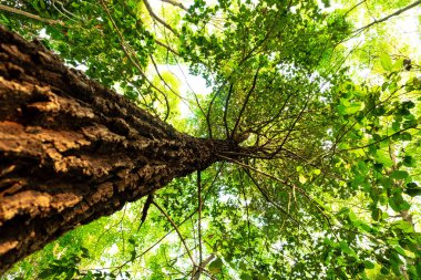 karınca bakışı orman background.forest ve çevre kavramı Resak Tembaga ağacı