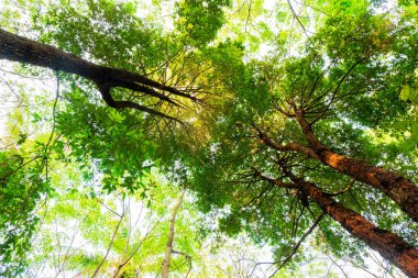 karınca bakışı orman background.forest ve çevre kavramı Resak Tembaga ağacı