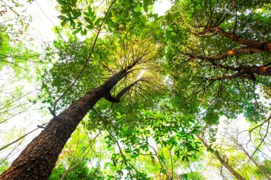 karınca bakışı orman background.forest ve çevre kavramı Resak Tembaga ağacı